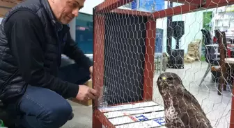 Yaralı Halde Bulunan Kartal Tedavi Altına Alındı