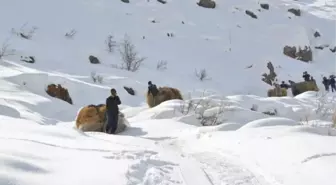 Yazın Biçtikleri Otları Kışın Kızakla Köye Taşıyorlar