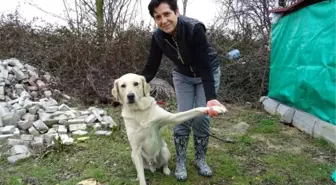 Babasının Öldürdüğü Diğdem'in Köpeği 'Şans'a Hayvanseverler Sahip Çıktı