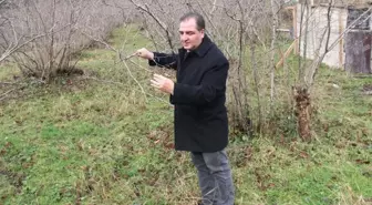 Fındıkta Büyük Tehlike: 'Kahverengi Kokarca'