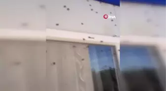 Fındıkta Büyük Tehlike: 'Kahverengi Kokarca'