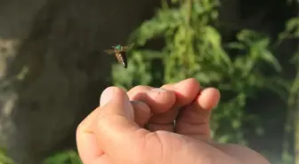 Ardahan Balı Markalaşma Yolunda