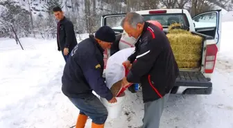 Yabani Hayvanlar İçin Doğaya Yem Bırakılıyor