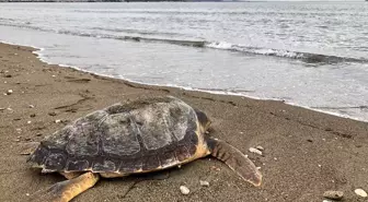 Çanakkale'de Ölü Caretta Caretta Sahile Vurdu