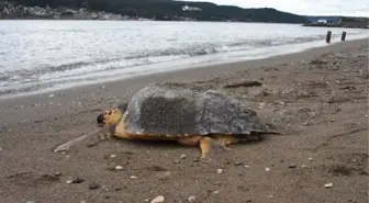 Çanakkale'de Sahile Ölü Caretta Caretta Vurdu