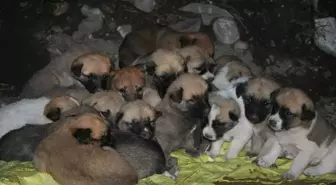 Donmak Üzere Olan 22 Köpek Yavrusu Kurtarıldı