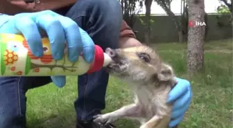 Bursa'da 173 Yaban Hayvanı Tedavi Edildi