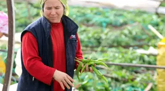 Hortum Faciasının Ardından Acı Hasat