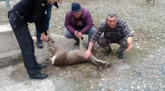 Kalp Masajı Yapılan Yaralı Karaca Kurtarılamadı