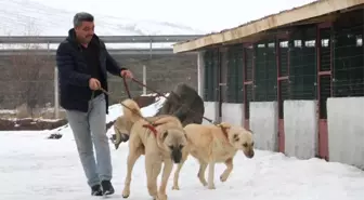 Sivas Kangalı, İspanya'da Türkiye'yi Temsil Edecek