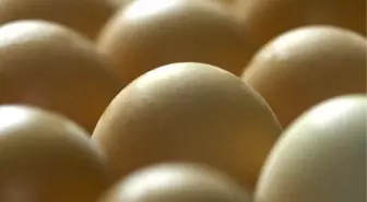 Bilim İnsanları, Kanser İlacı Yumurtlayan Tavuk Yetiştirdi