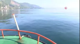 Karadeniz'de Mezgit Bolluğu