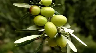 Sofralık Zeytin İhracatına Yeşil Zeytin Damga Vurdu