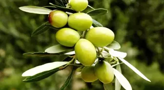 Yeşil Zeytin, Sofralık Zeytin İhracatına Damga Vurdu