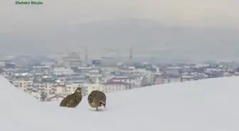 Bingöl Fotoğraflarla Ayrı Bir Güzel