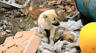 Avukatın Duyarlılığı Kulakları Kesilen 11 Köpeği Kurtardı