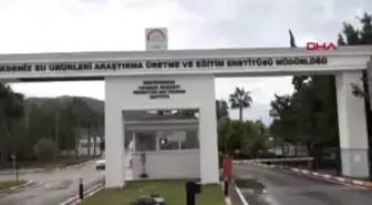 Antalya Hastalıklara Dayanıklı Levrek Balığı Üretilecek