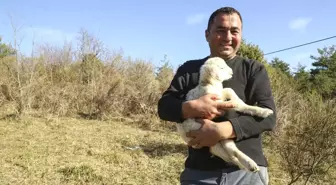 Koyunlarını Otlatırken de Sazını Elinden Bırakmıyor