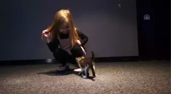 Sinema Salonunda Bulunan Kedi Çocukların İlgi Odağı Oldu