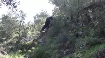 Muğla'da Darp ve Cinsel Saldırı İddiası