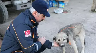 Kayıp Alzaymır Hastasını Bulmak İçin Köpeğine Gps Takıldı