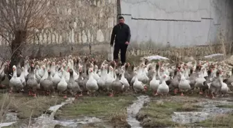 Yetiştirdiği Fransız Kazlarını Ne Teklif Edilirse Edilsin Satmıyor