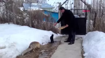 Erzurum Tilki ve Kediyi Bir Arada Besliyor