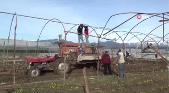 Tarsim Sigortası Olan Üreticiler Seralarını Yeniden Kurma Çalışmalarına Başladı