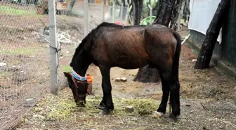 Kamyonetin Çarptığı İki At Tedavi Altına Alındı