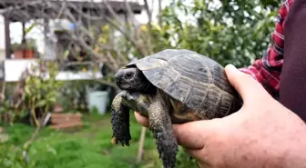 Çöpte Buldukları Kaplumbağa Ailenin Parçası Oldu