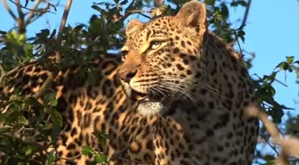 Leopar Krallığı National Geographic WILD'da