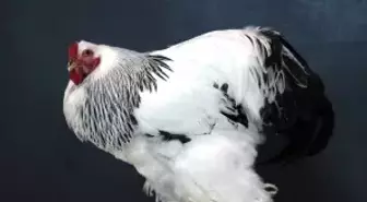 Milli Tavuk Irklarımızı Bahçelerden Salonlara Taşıdık'