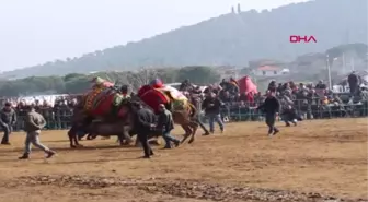 Ordu Develer Ödemiş'te Güreşti