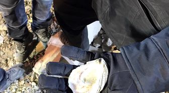 Kartal'da Çöken Binanın Enkazındaki Deniz Kabukları Görüntülendi
