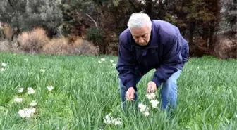 Karaburun'un Simgesi Nergislerin Üretimi Her Yıl Azalıyor