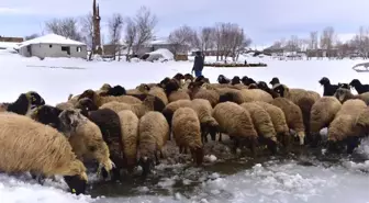 Hayvanların Su İhtiyacını Buzlarla Karşılıyorlar