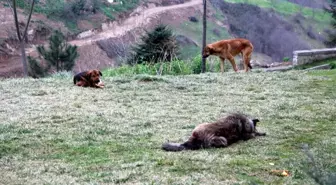 Trabzon'da Bir Mahallenin Başı Köpeklerle Dertte