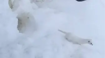 Beyaz Gelincik, Tunceli'de Görüntülendi