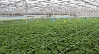 Konya Şeker, hastalıktan ari patates tohumu ile maliyeti 3’te bir azalttı