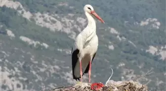 Leyleği Gördü, Bir Çuval Unu Kaptı