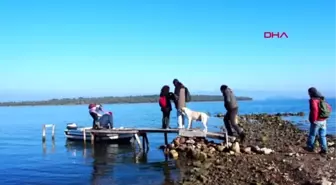 Balıkesir Ayvalık'ın Nergis Dolu Çiçek Adası