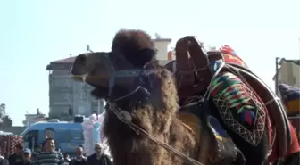 Deve Güreşleri İlgi Gördü