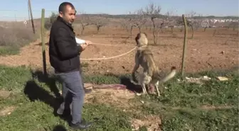 Kurtboğanlar'In Genetiği Araştırılacak