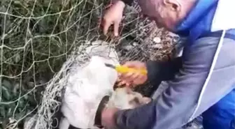 Nefessiz Kalan Sokak Köpeğini Tesis Sorumlusu Kurtardı