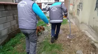 Başıboş Pitbull Belediye Ekipleri Tarafından Yakalandı