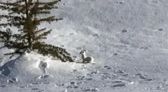 Beyaz Gelincik, Hakkari'de de Görüntülendi (2)