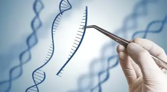 Bilim İnsanları, Crıspr Kullanarak Kök Hücreleri Görünmez Hale Getirdi