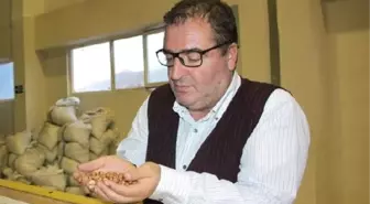 Karadeniz'de 'Kahverengi Kokarca' Böceği Tehlikesi