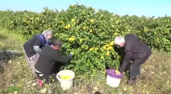 Aşırı Yağış Limon Hasadını Geciktirdi