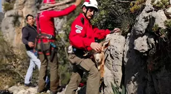 Dağ Yamacında Keçi Kurtarma Operasyonu